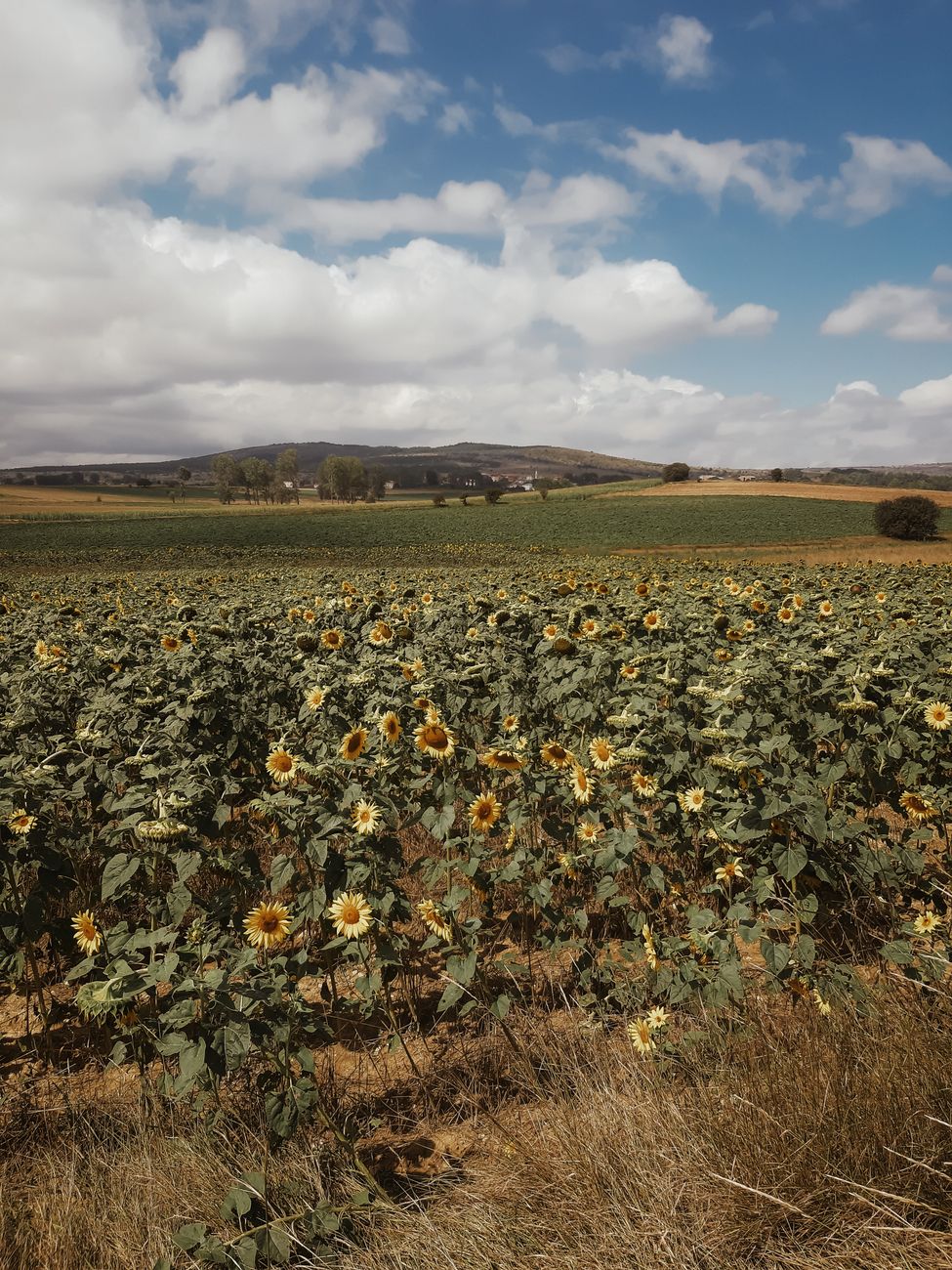 Record de molienda de girasol en 25 años frente a caída de&nbsp;soja