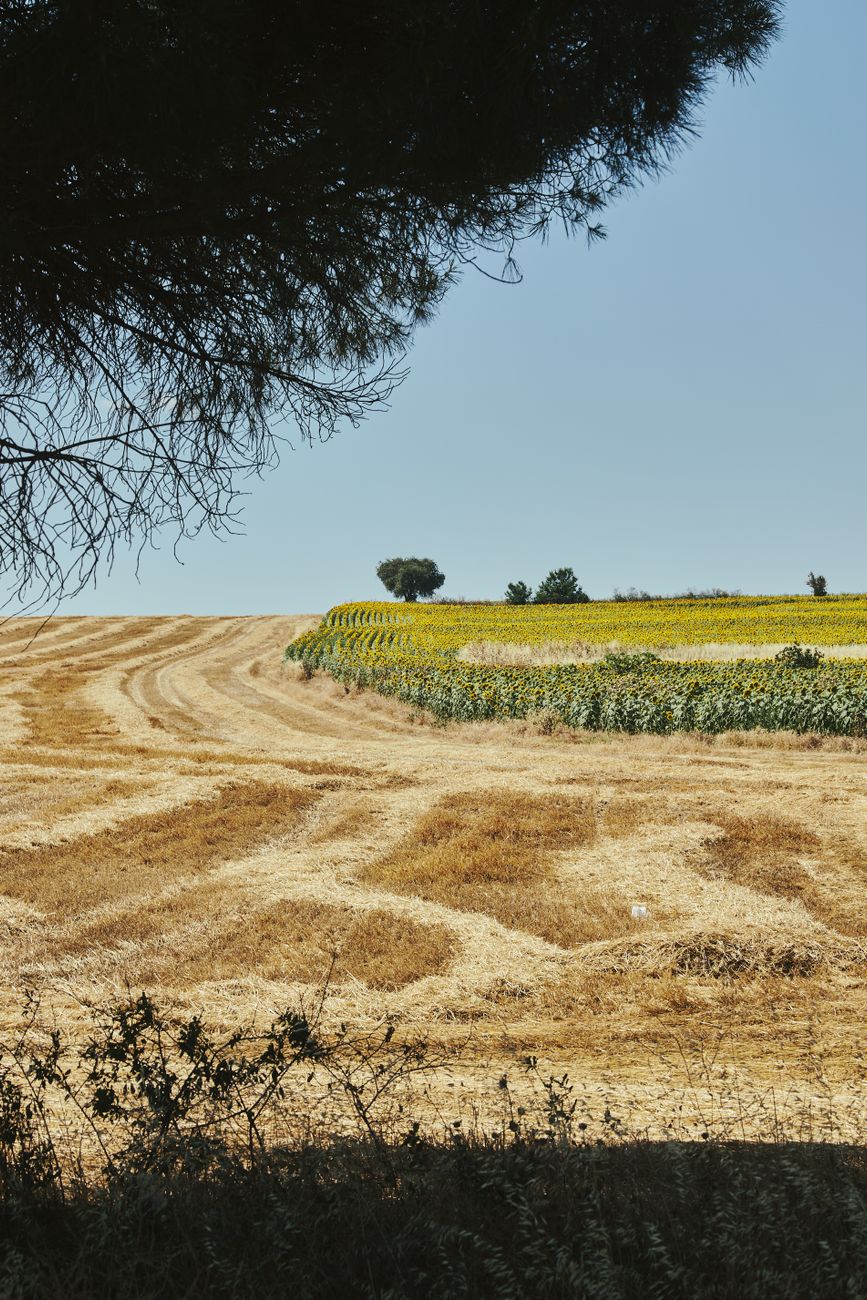 Precipitaciones extremas y calor intenso marcan el ciclo&nbsp;agrícola